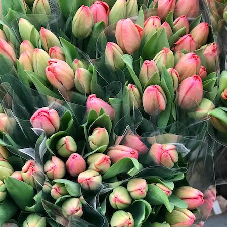 Pink`n`Love Tulips