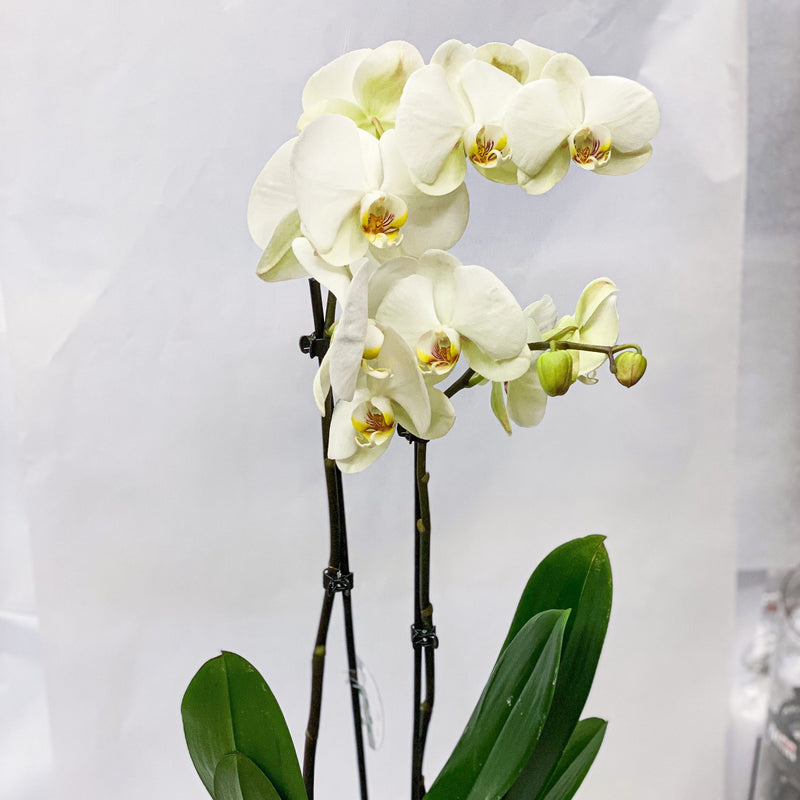 White Phalaenopsis