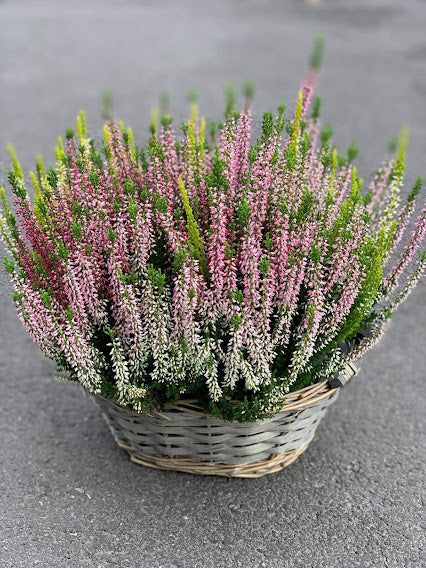 Calluna Autumn plant