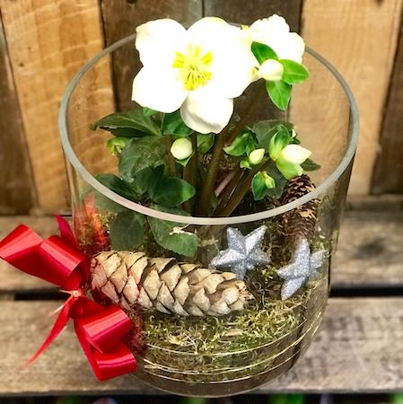 Festive Hellebore