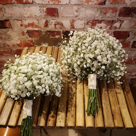 Pure Gypsophilia